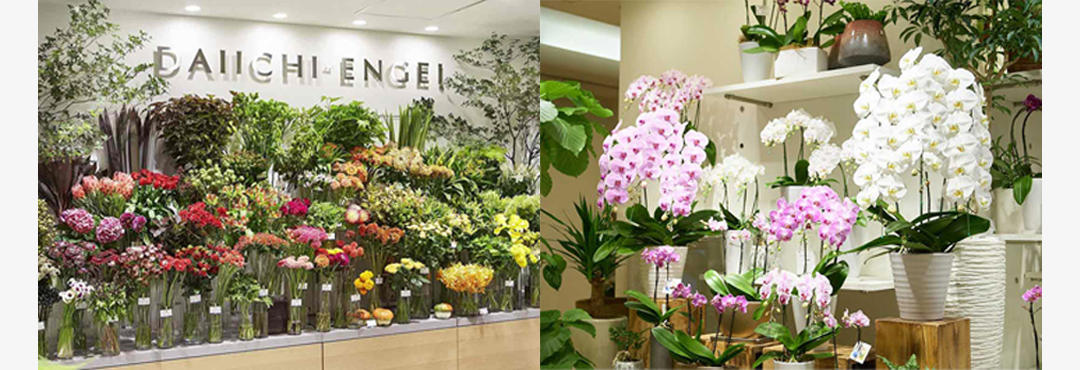 オリーブの木③picual 　観葉植物　新宿伊勢丹第一園芸 伊勢丹新宿店 - 第一園芸株式会社
