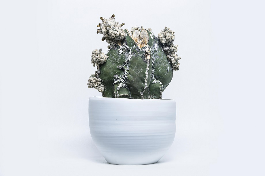 「いい顔してる植物」ってなんだろう？ユニークながらも惹きつけられる＜叢-Qusamura＞の植物