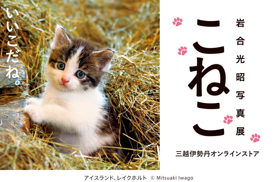 岩合光昭写真展「こねこ」　オンラインストア